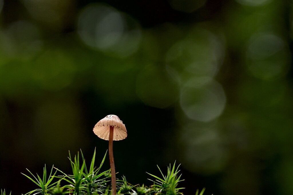 mushroom in grass for writing inspiration