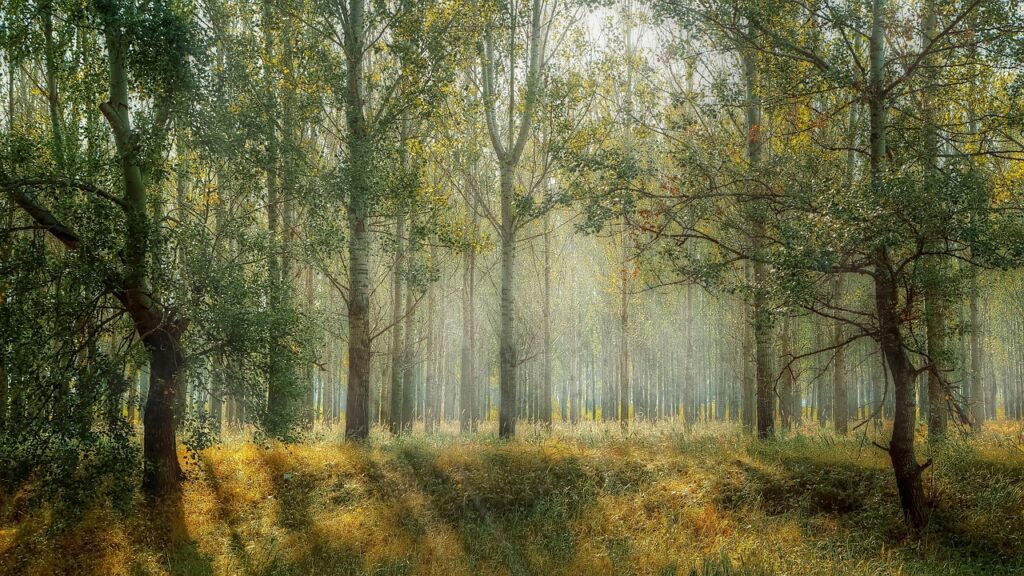 forest with sun rays and green tress for a creative writing idea