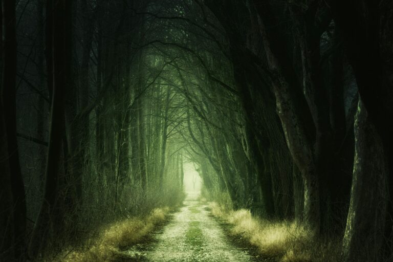 a woodland from fantasy lore with green mist and dark trees